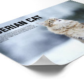 Siberian Cat Breed Poster (Hoek)