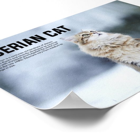 Siberian Cat Breed Poster (Hoek)