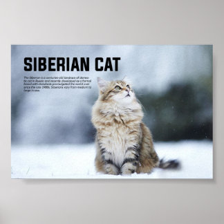 Siberian Cat Breed Poster