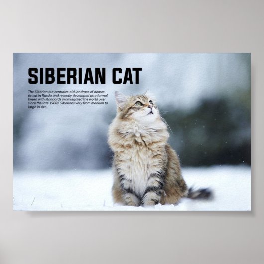 Siberian Cat Breed Poster (Voorkant)