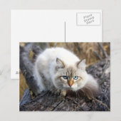 Siberian Cat In A Autumn Forest Briefkaart (Voorkant / Achterkant)