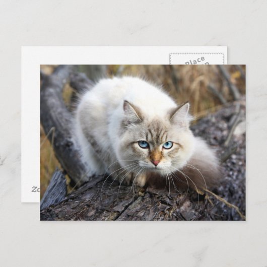 Siberian Cat In A Autumn Forest Briefkaart (Voorkant / Achterkant)