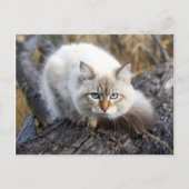 Siberian Cat In A Autumn Forest Briefkaart (Voorkant)
