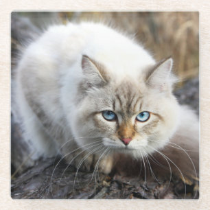 Siberian Cat In A Autumn Forest Glazen Onderzetter