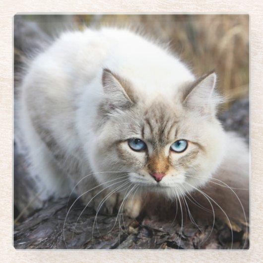 Siberian Cat In A Autumn Forest Glazen Onderzetter (Voorkant)