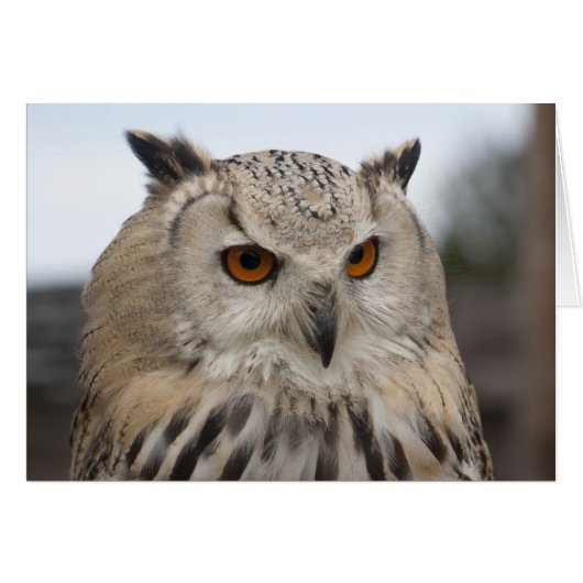 Siberian Eagle Owl (Voorkant Horizontaal)
