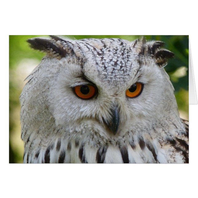 Siberian Eagle Owl (Voorkant Horizontaal)