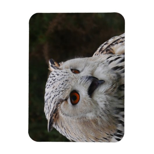 Siberian Eagle Owl Magnet Magneet (Verticaal)