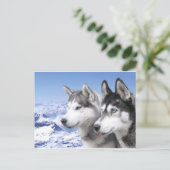 Siberian Huskies Briefkaart (Staand voorkant)