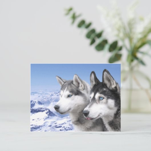 Siberian Huskies Briefkaart (Staand voorkant)
