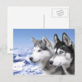 Siberian Huskies Briefkaart (Voorkant / Achterkant)