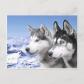 Siberian Huskies Briefkaart (Voorkant)