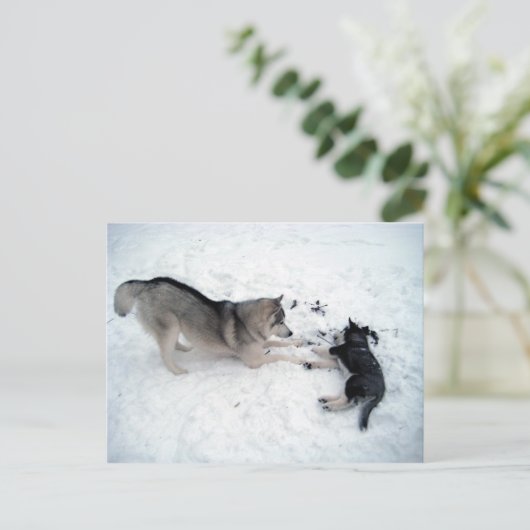 Siberian Huskies Briefkaart (Staand voorkant)