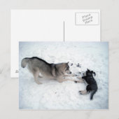 Siberian Huskies Briefkaart (Voorkant / Achterkant)