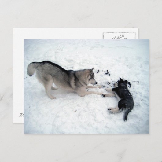 Siberian Huskies Briefkaart (Voorkant / Achterkant)