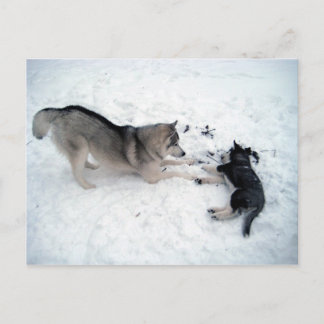 Siberian Huskies Briefkaart