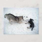 Siberian Huskies Briefkaart (Voorkant)
