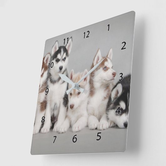 Siberian Huskies Square Wall klok (Hoek)