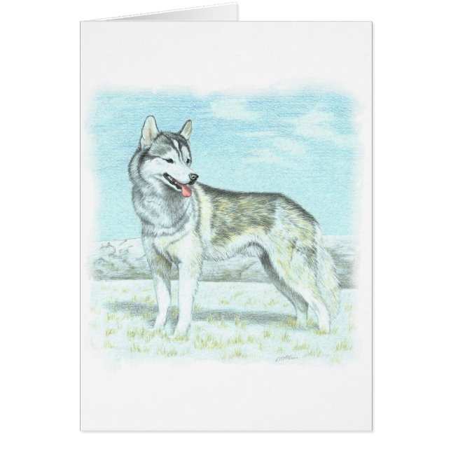 Siberian Husky (Voorkant)