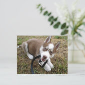 Siberian Husky (1) Briefkaart (Staand voorkant)