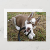 Siberian Husky (1) Briefkaart (Voorkant / Achterkant)