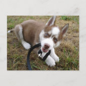 Siberian Husky (1) Briefkaart (Voorkant)