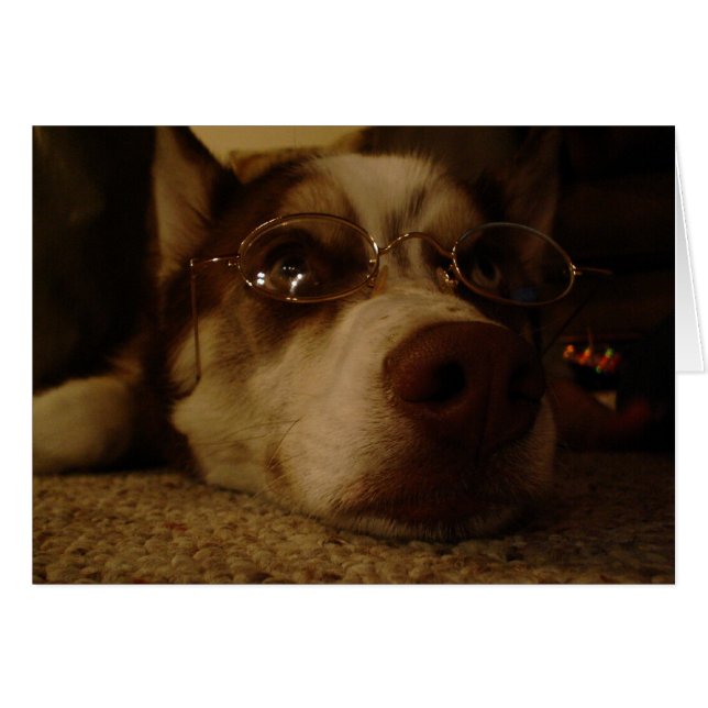 Siberian Husky (5) (Voorkant Horizontaal)