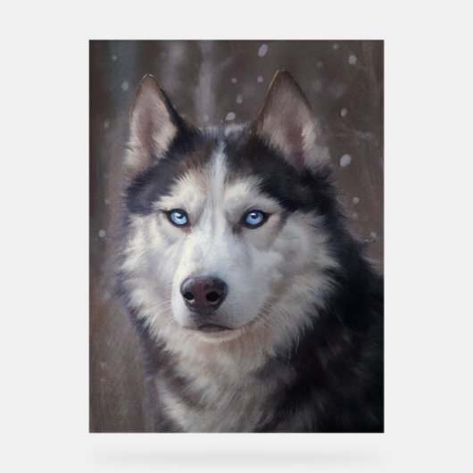 Siberian Husky Acryl Bord (Voorkant)