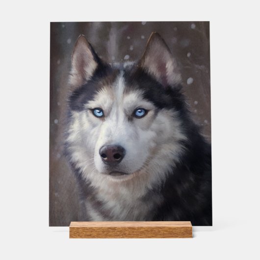Siberian Husky Acryl Bord (Voorkant)