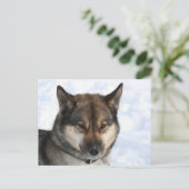 Siberian_Husky_agouti Briefkaart (Staand voorkant)