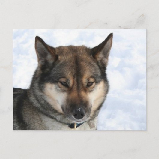 Siberian_Husky_agouti Briefkaart (Voorkant)