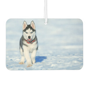 Siberian Husky Air Freshener Luchtverfrisser