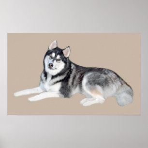 Siberian Husky Beauful Print
