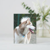 Siberian Husky Briefkaart (Staand voorkant)