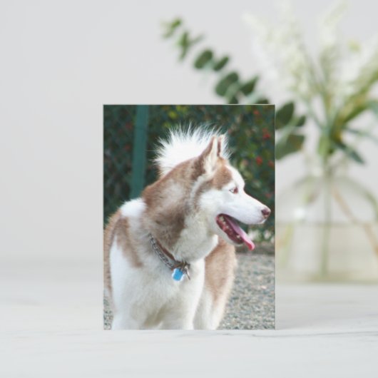 Siberian Husky Briefkaart (Staand voorkant)