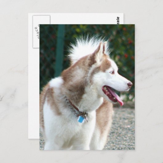 Siberian Husky Briefkaart (Voorkant / Achterkant)