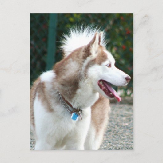 Siberian Husky Briefkaart (Voorkant)