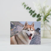 Siberian Husky Briefkaart (Staand voorkant)