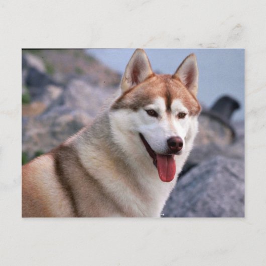 Siberian Husky Briefkaart (Voorkant)