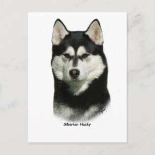 Siberian Husky Briefkaart