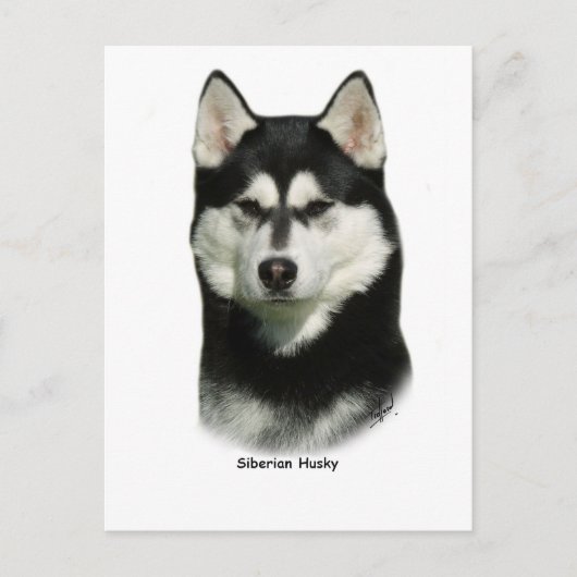 Siberian Husky Briefkaart (Voorkant)