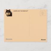 Siberian Husky Briefkaart (Achterkant)