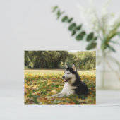 Siberian Husky Briefkaart (Staand voorkant)