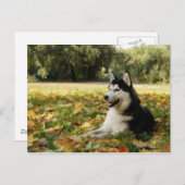 Siberian Husky Briefkaart (Voorkant / Achterkant)