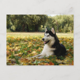 Siberian Husky Briefkaart