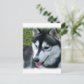 Siberian Husky Briefkaart (Staand voorkant)