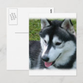 Siberian Husky Briefkaart (Voorkant / Achterkant)