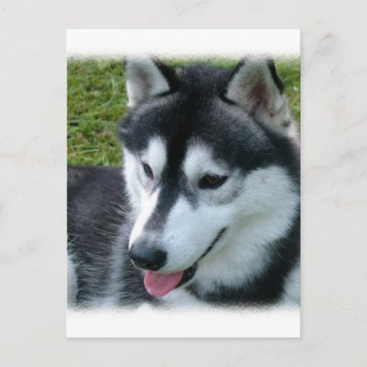 Siberian Husky Briefkaart (Voorkant)