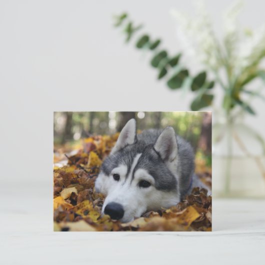 Siberian Husky Briefkaart (Staand voorkant)