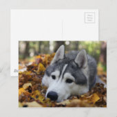 Siberian Husky Briefkaart (Voorkant / Achterkant)